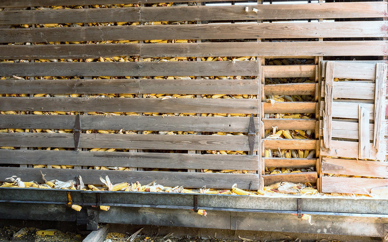 Corn in the Corn Crib